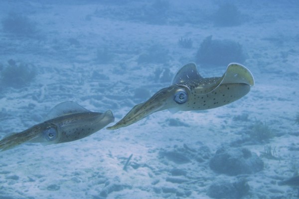 Tintenfische unter Wasser