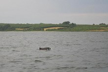 Schweinswale im kleinen Belt vor Gl. Ålbo