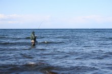 Meerforelle im Drill auf Bornholm