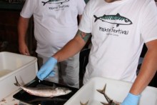 wiegen der makrelen auf makrelenfestival