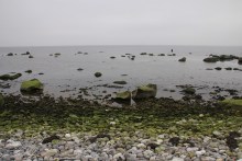 Meerforellenangeln vor Højstrup Fælleskov bei Stevns Klint