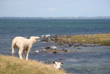 Schafe bei Ordrup Næs auf Seeland