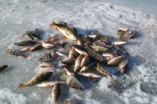 Eisangeln auf Barsch in Dänemark